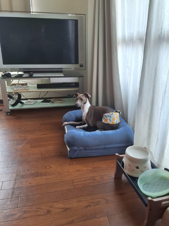 I've completed a Pet Care booking at PetBacker! Handsome Umi stayed with us!!! Super beautiful and playful 😊