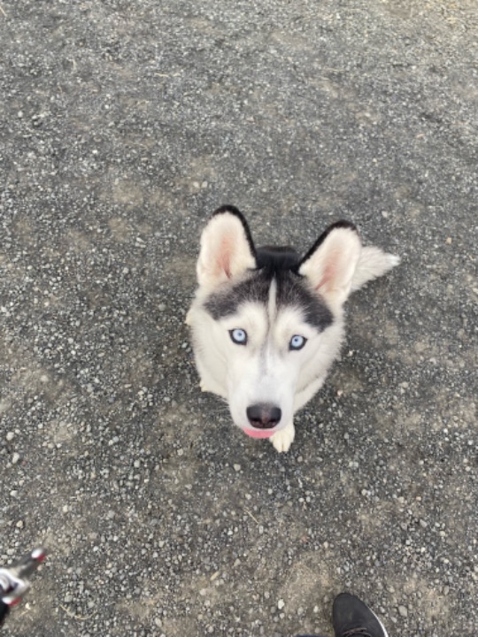 I've completed a Sitting booking at PetBacker! I had a wonderful experience taking care of Stormy. 15/10 in a good girl scale!🥰