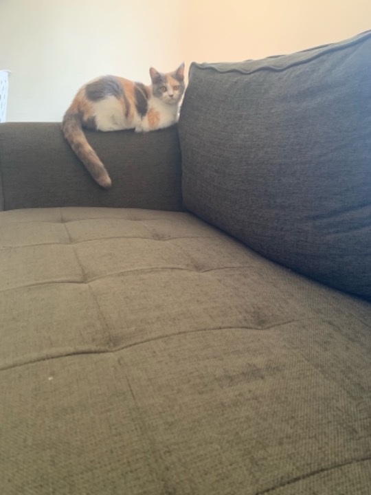 Dubai Best Pet Boarding, Grooming and Pet Sitters Near Me PetBacker United Arab Emirates