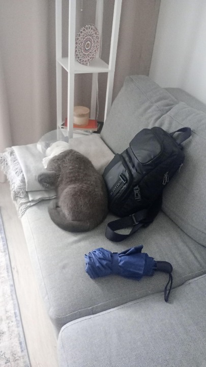 I've completed a Sitting booking at PetBacker! Had an amazing and adventerous time with Leo, poor guy needed a rest after surgery. I want to meet him again when he is healthy. Even when he is sick, he likes to cuddle while being grumpy.