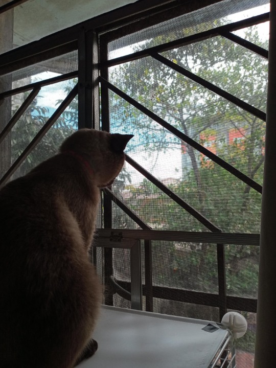 Pet Hotel Home Pet Boarding in b road 17 bahay toro, Quezon City Cat