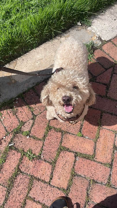 ¡He completado una reserva de Paseo de Perros en PetBacker! Un perrito dulce 🫶🏼