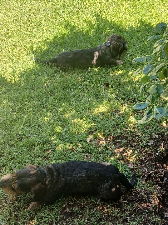 I've completed a Sitting booking at PetBacker! Always so lovely 💕Spending time with the Babies! Thank you so much!😊