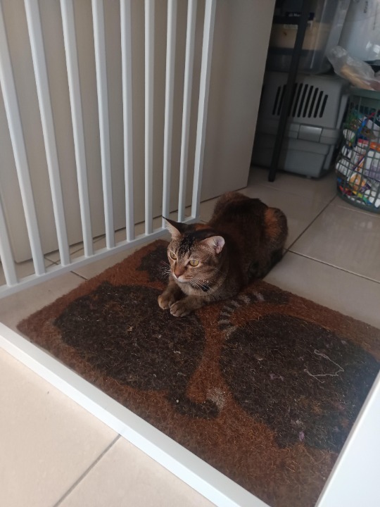 I've completed a Pet Care booking at PetBacker! cookie was easy to care, friendly to human & happy cats, responsible& understanding cat owner 😊