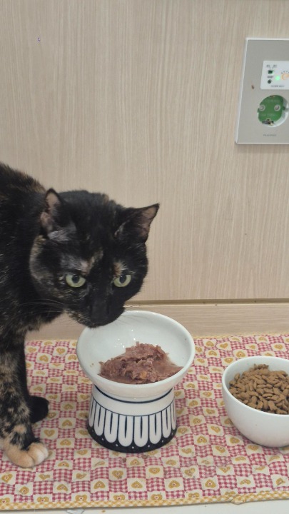 ¡He completado una reserva de Cuidador de mascotas en tu casa en PetBacker! Stefania cat is so sweet, all went good and smoothly with her 🥰