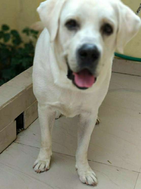 Dog Boarding in Hyderabad with Best Prices on PetBacker