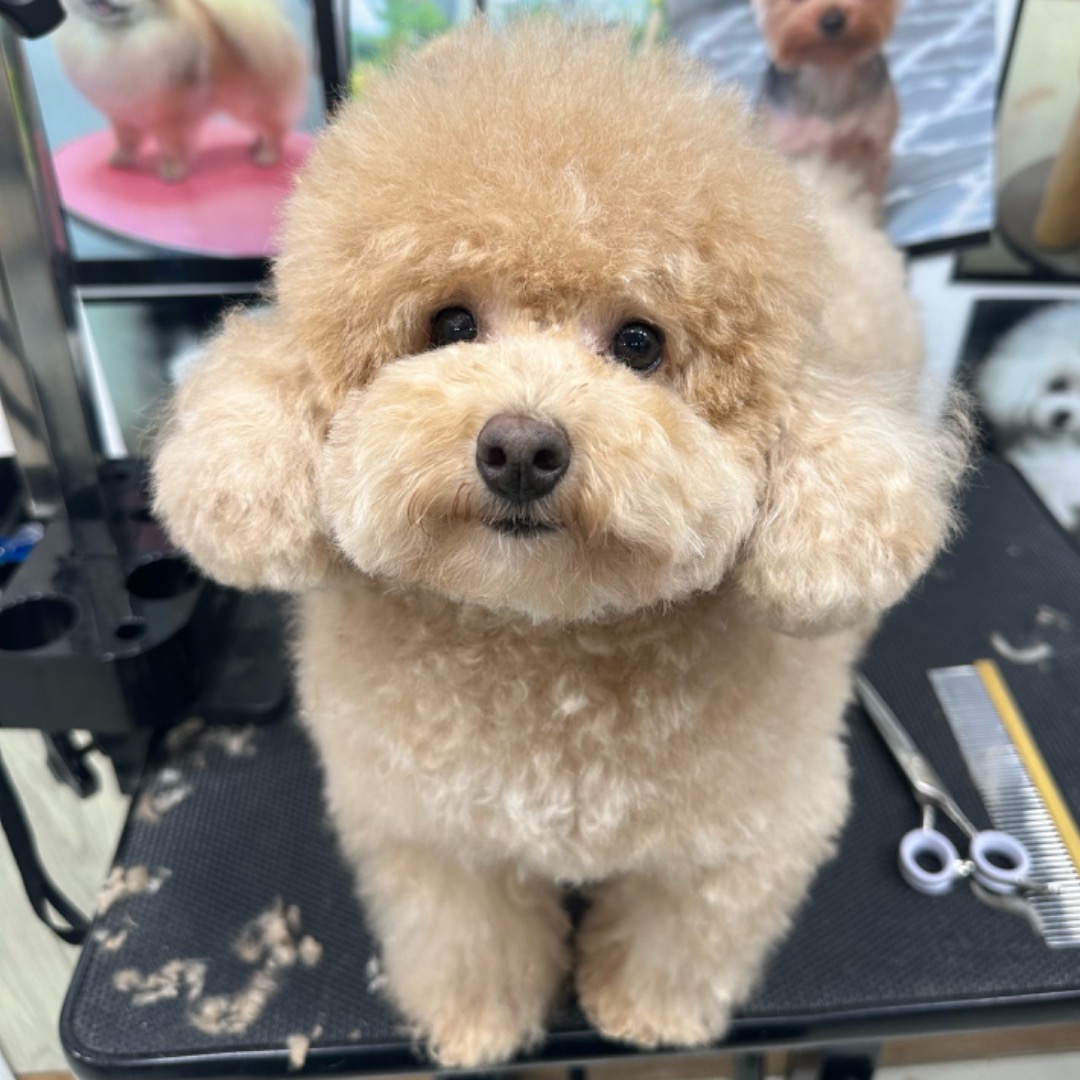 DDF Pet Bath Dogs Cats Soft Silicone Massage Brush Gloves for Grooming ...