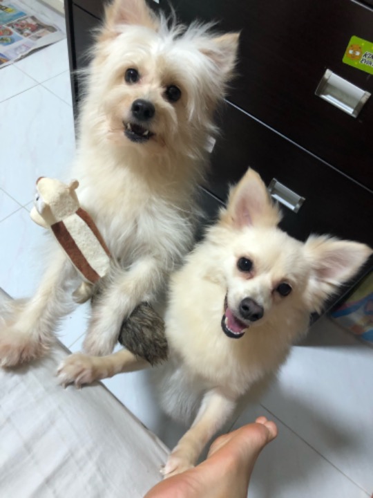 Singapore River Best Pet Boarding, Pet Taxi, Grooming for Dogs, Cats