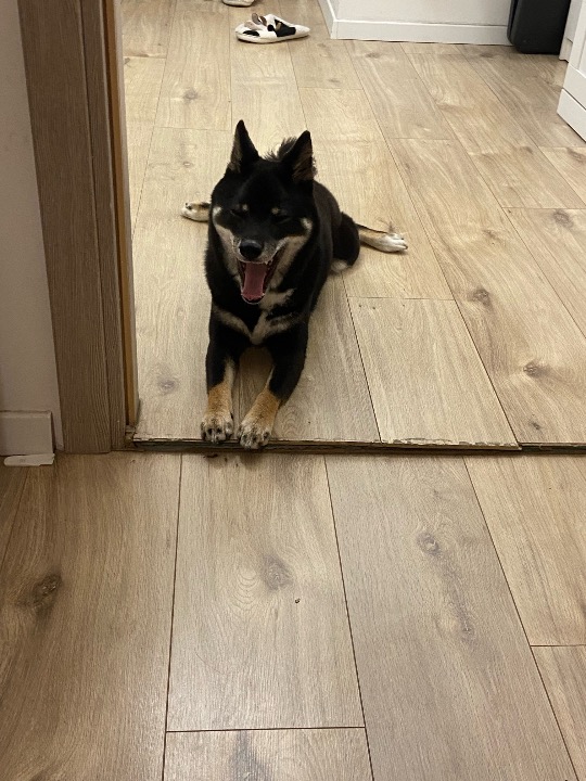 I've completed a Pet Care booking at PetBacker! Maruuuu 🥰🥰🥰❤️❤️❤️❤️