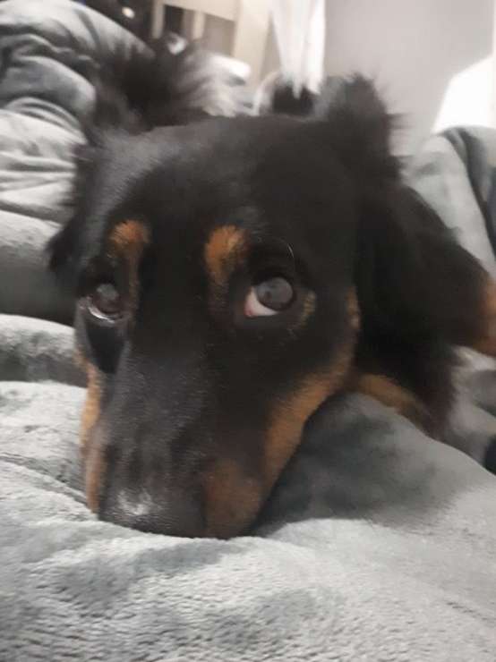 Top Pet Sitters Prices & Reviews PetBacker