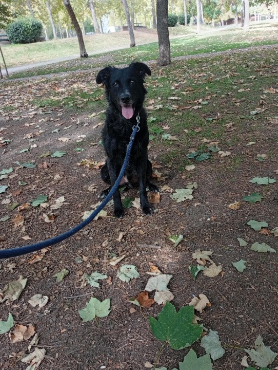 ¡He completado una reserva de Cuidado de Mascotas en PetBacker! Río es un perrito muy tranquilo, en este fin de semana que se quedó conmigo se ha portado muy bien, es muy alegre y juguetón 