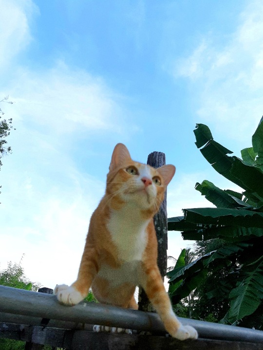 Top Pet Grooming in Taiping with Best Prices on PetBacker