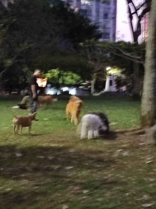 สุราษฎร์ธานี Best Pet Boarding, Grooming and Pet Sitters Near Me