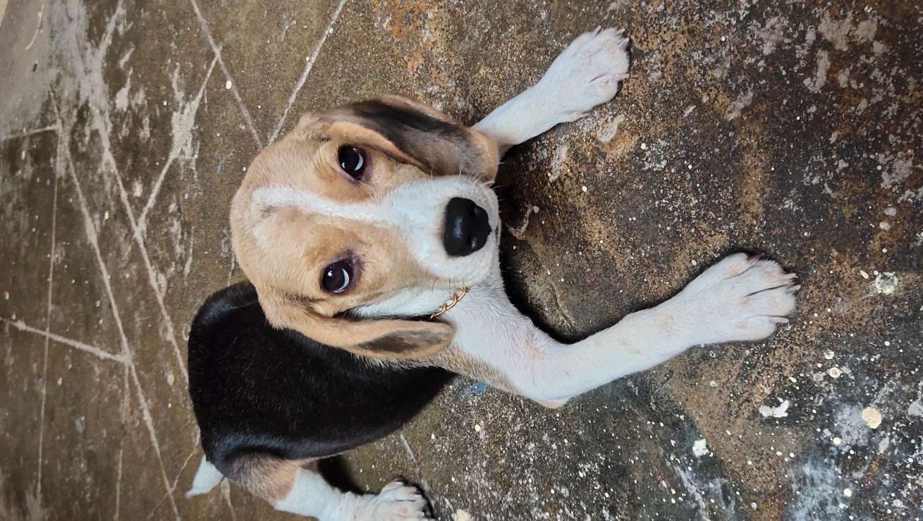 Top Pet Boarding in Chennai with Best Prices on PetBacker