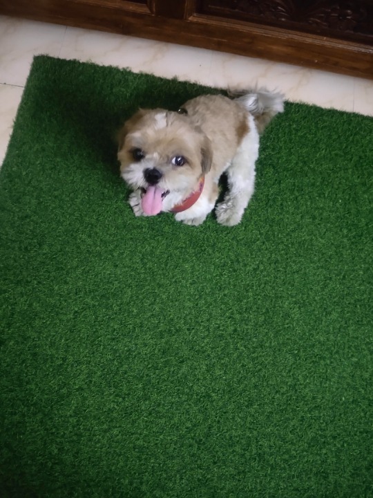 Pet Hotel Home Pet Boarding in Hyderabad , Hyderabad Rio's Home