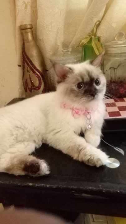 I've completed a Pet Care booking at PetBacker! I've completed a pet boarding at PetBacker! 
Luna was calm, quiet and well-mannered through her time with us... We would be happy to have Luna visit us again in the future...
