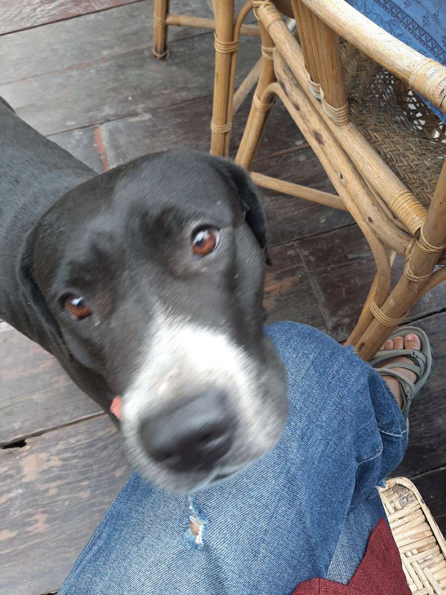 Kota Kinabalu Best Pet Boarding, Pet Taxi, Grooming for Dogs, Cats Near