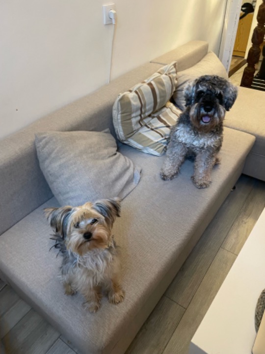 I've completed a Walking booking at PetBacker! Buddies 