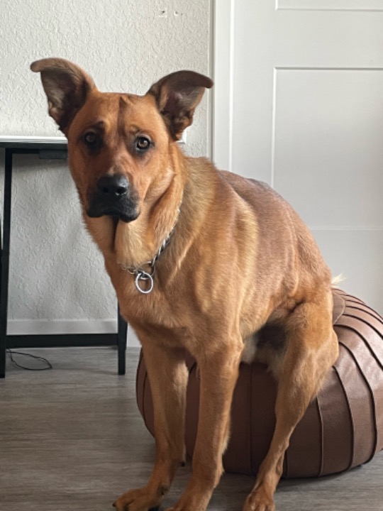 Lehigh Acres Best Pet Boarding, Grooming for Dogs, Cats with Pickup PetBacker Florida