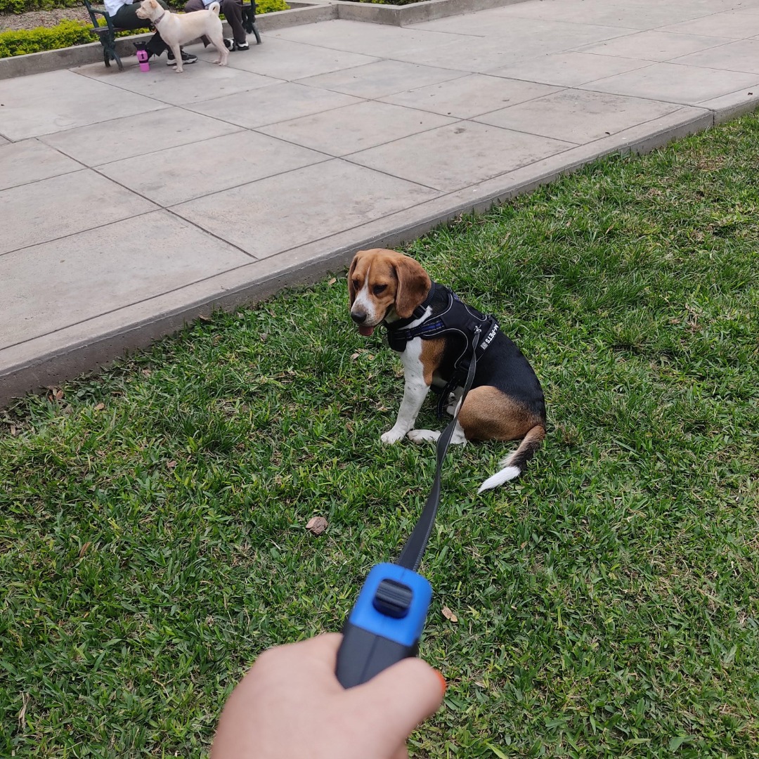 Sucat Parañaque Best Pet Boarding, Grooming and Pet Sitters Near Me