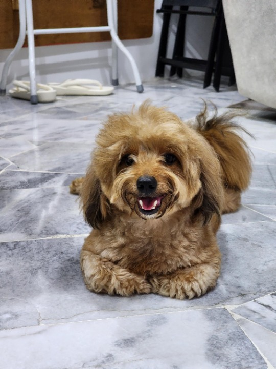 Pet Sitter in Cheras, Kajang Happy Pet Home Boarding PetBacker Selangor