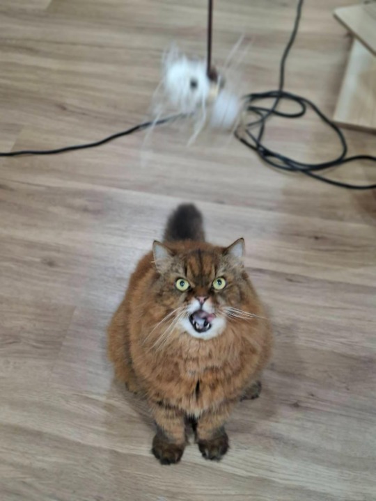 Tigger added as a pet