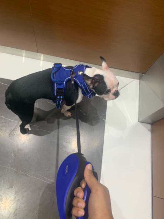 Dubai Dog Walking Prices & Reviews PetBacker