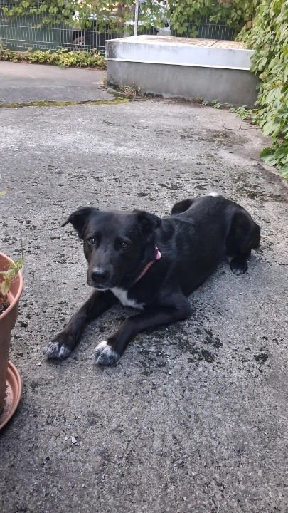 I've completed a Pet Care booking at PetBacker! Elmo was a very well-behaved boy! He listens to every command and is very calm and friendly. It was a pleasure to spend time with him! 