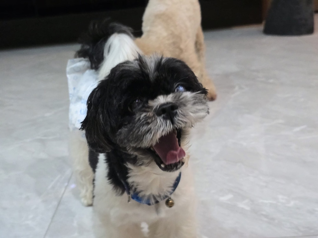 I've completed a Pet Care booking at PetBacker! Thank you for boarding Shalom with us!! He’s a cutie. Hope to see him soon again. 🤗❤️🫶🏻