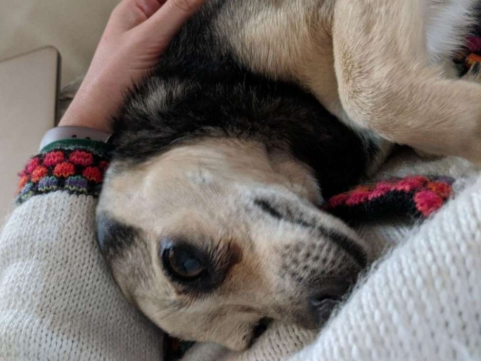 Dog Walking in Copenhagen with Best Prices on PetBacker