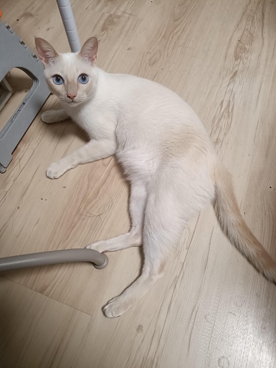 我在 PetBacker 完成了一次 到府寵物保姆 預訂！ 奶糖愛撒嬌，有活力