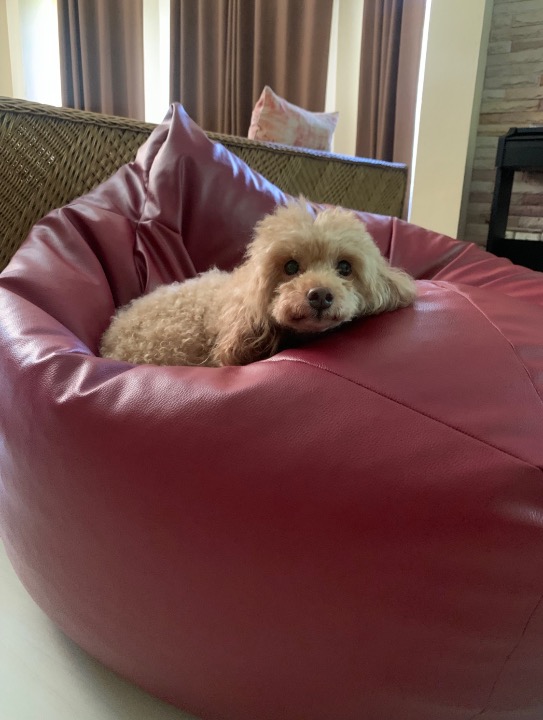 Doggy Daycare in ตำบลสันผักหวาน with Best Prices on PetBacker