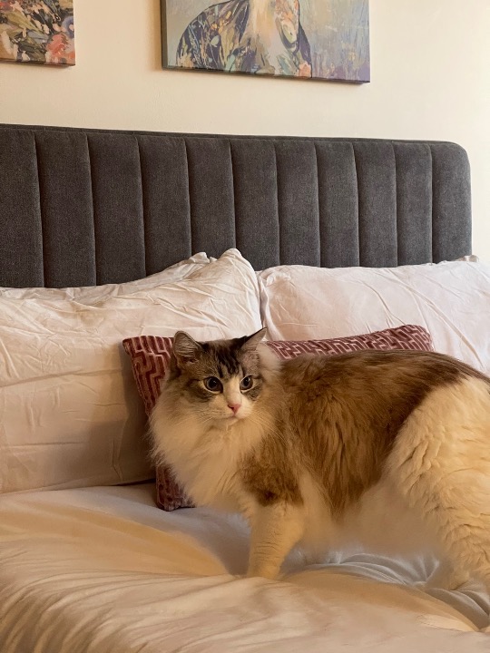 The 10 Best Rabbit Sitters Services Near Me (with Prices & Reviews)