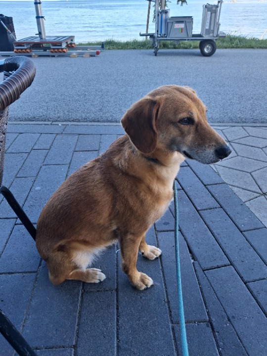I've completed a Sitting booking at PetBacker! Edda is a very nice and sweet dog. She loved to walk by the seaside with me and behaved very well. 