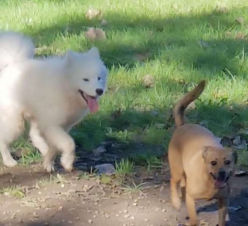 The 10 Best Guinea Pig Daycare Services Near Me (with Prices & Reviews)