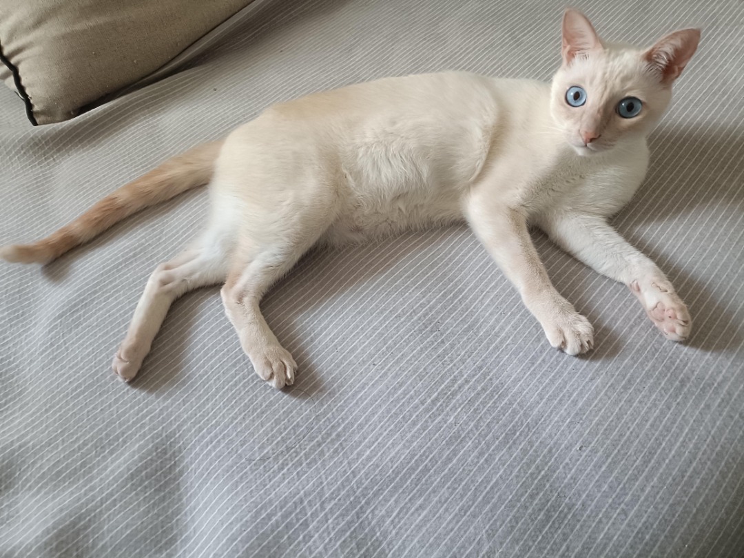 我在 PetBacker 完成了一次 到府寵物保姆 預訂！ 謝謝奶糖喜歡跟我玩~