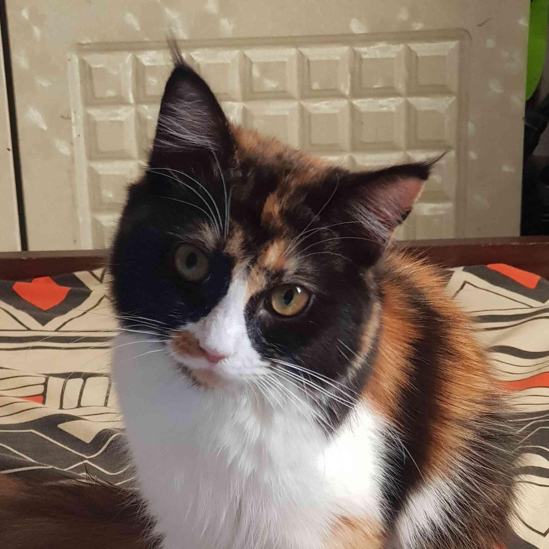 Sharjah Best Pet Boarding, Grooming for Dogs, Cats with Pickup