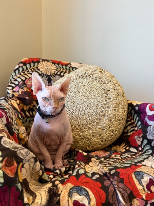 Top Pet Sitters in United Arab Emirates Insured on PetBacker