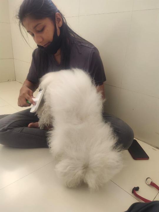 Top Pet Grooming in PimpriChinchwad with Best Prices on PetBacker