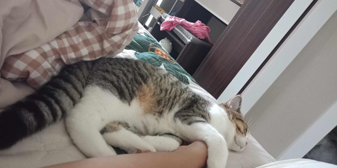 Top Cat Boarding in Jimboomba with Best Prices on PetBacker