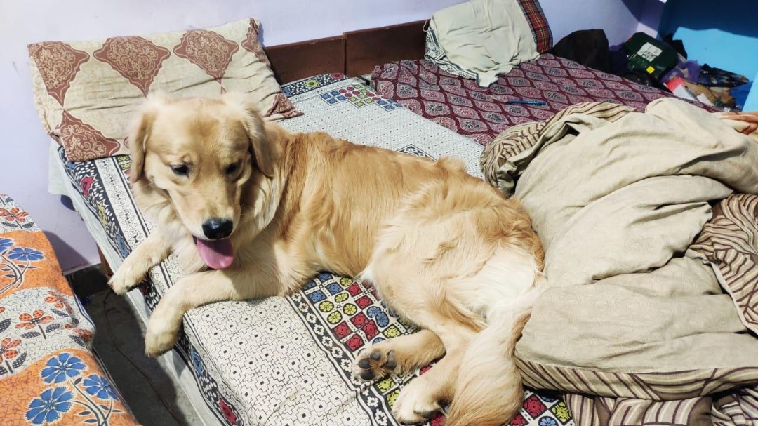 Pet Grooming in Hyderabad with Best Prices on PetBacker