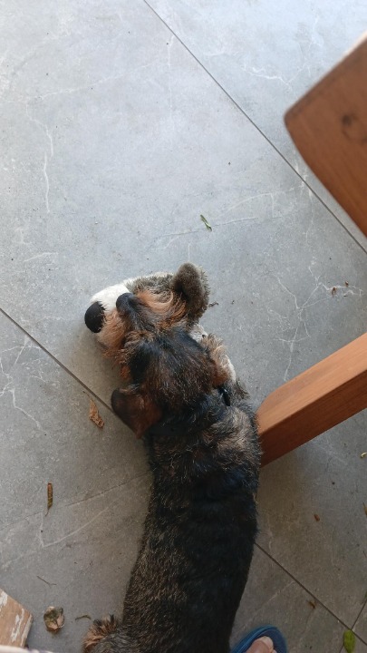 I've completed a Sitting booking at PetBacker! I had a lovely day with these 2 Precious Babies! 🐶🐶They have had a busy day being spoilt with treats ,playtime, toys and Walkies! Always so Special and much fun, they loved it!💕 Thank you for all these little play dates with Kallie & Ziggy!🥰I can see they so enjoy it!