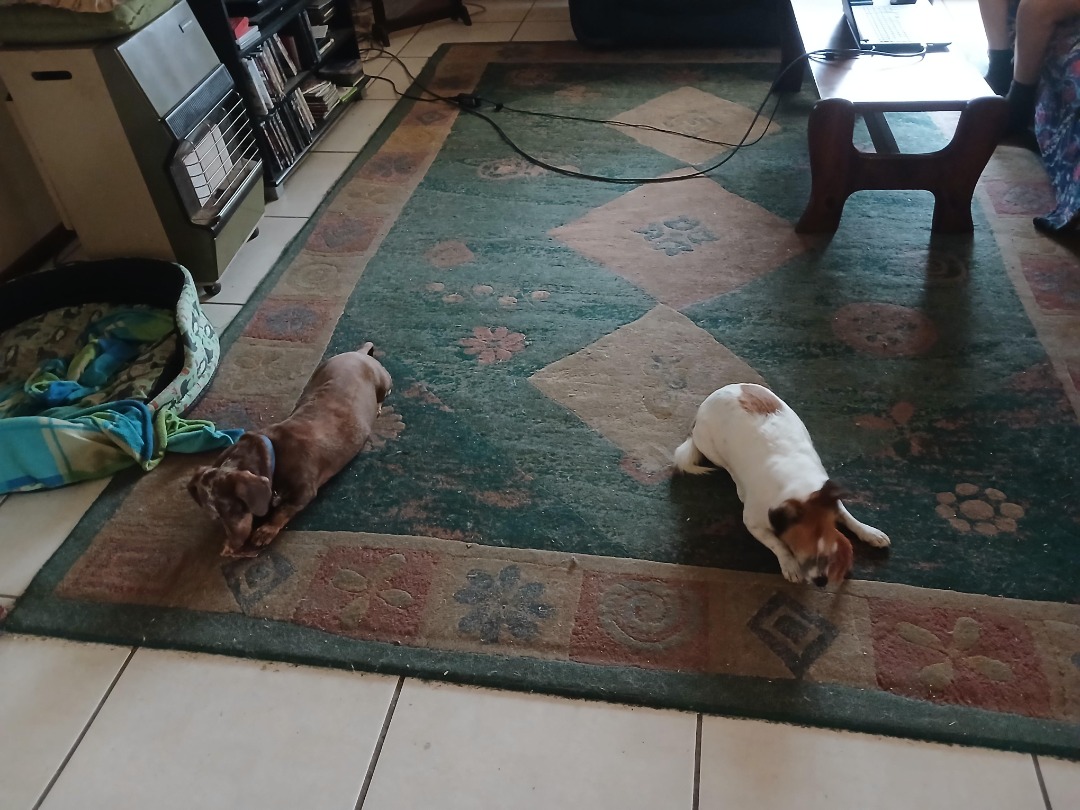 I've completed a Taxi booking at PetBacker! This one was quite an experience and a learning curb!