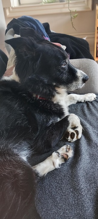 I've completed a Sitting booking at PetBacker! Kenny is a beautiful smart doggie!
Snider is a very caring tutor and I enjoyed very much the time I've spent taking care of his cute pal 