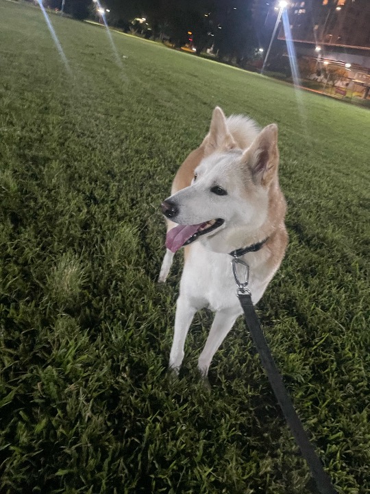 我在 PetBacker 完成了一次 寵物照顧 預訂！ 很開心能照顧 TESiGI！他是一隻非常乖巧且情緒穩定的毛孩，適應力強、生活作息規律，與人相處也很溫和。希望未來還有機會再見到這位貼心的小朋友
I’m so happy to have taken care of TESiGI! He’s such a well-behaved and emotionally stable pet — very adaptable, with a steady routine and a calm, gentle personality. I hope to see this sweet little one again in the future!