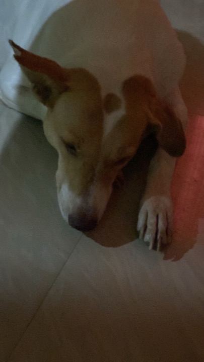 I've completed a Pet Care booking at PetBacker! Patcyyyy