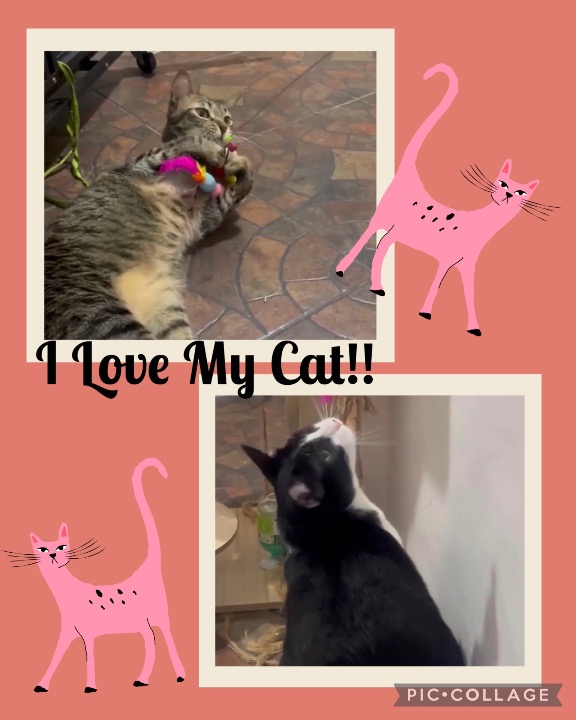 I've completed a Pet Care booking at PetBacker! Thank you again Ashy and Lilo for choosing and trusting PurrPaws ❣️💕 Ashy was fun and exciting while Lilo remains very sweet and playful💕❣️♥️💜 Always stay healthy, we are always very happy whenever both of you are here😘😍🥰