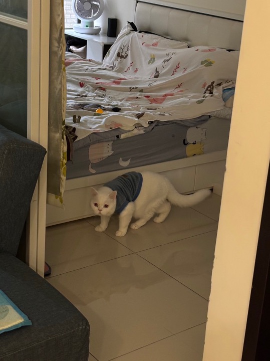 到府寵物保姆在PetBacker上完成了在New Taipei的预订！ 辛巴非常乖巧