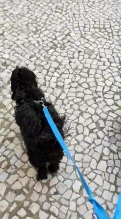 Pet Care at Lisboa by PetBacker Pet Boarding By Vet