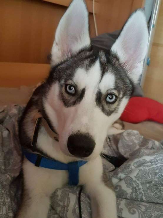 สระบุรี Dog Sitters Prices & Reviews PetBacker